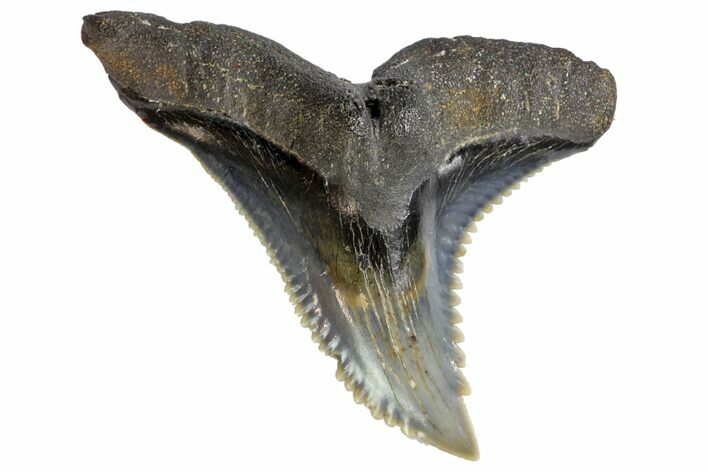Serrated, Fossil Shark (Hemipristis) Tooth #142463